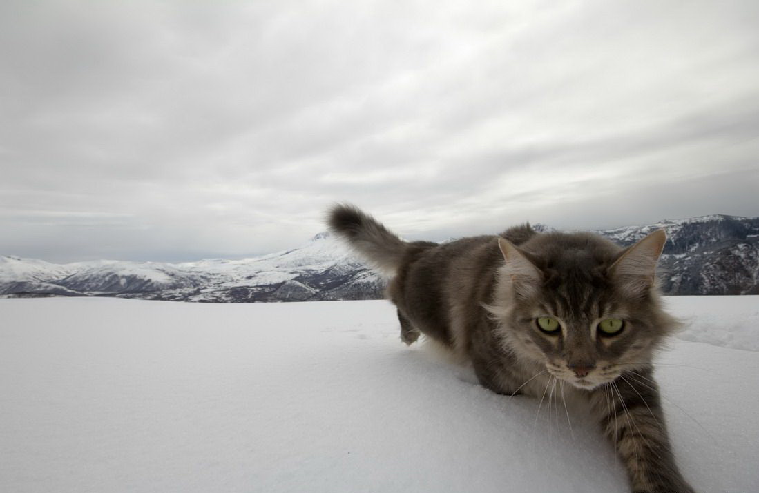 1099x715, 93 Kb / кот, снег