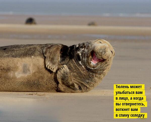 599x483, 38 Kb / тюлень, селедка, улыбка