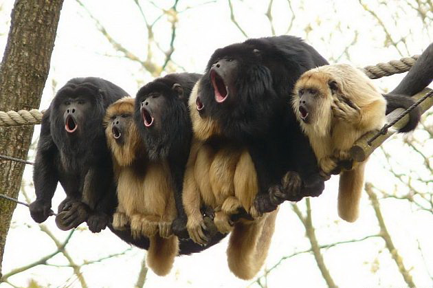 630x419, 77 Kb / обезъяны