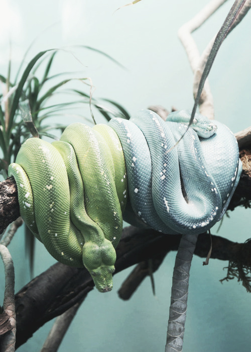 500x700, 141 Kb / змеи