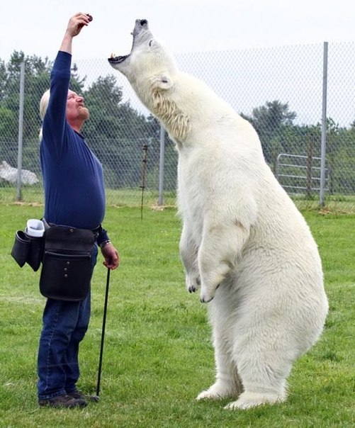 501x604, 77 Kb / медведь, полярный