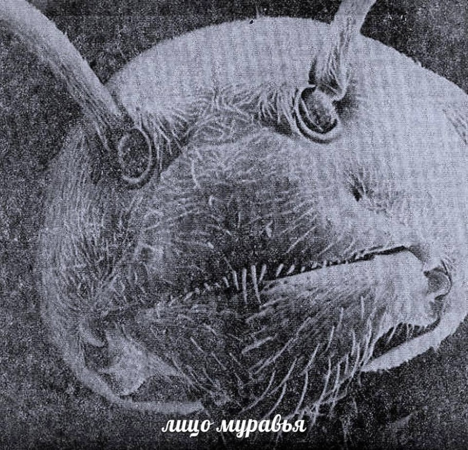 910x875, 302 Kb / муравей, макро, лицо, голова, ч/б