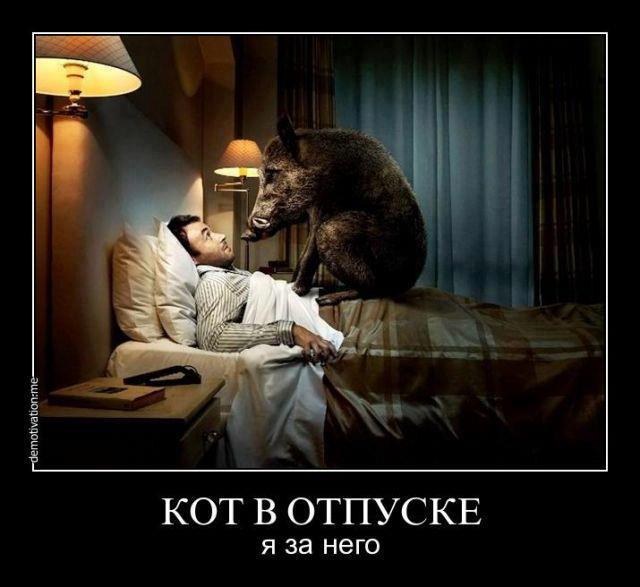 640x587, 41 Kb / отпуск, кабан, демотиватор
