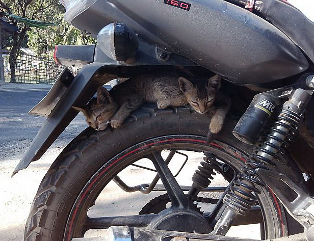 616x473, 148 Kb / кот, колесо, мотоцикл