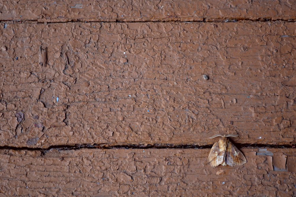 1000x665, 205 Kb / мотылёк, доски, краска