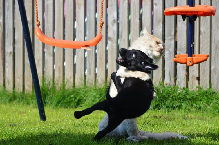 755x500, 96 Kb / щенок, кот, лужайка, борьба