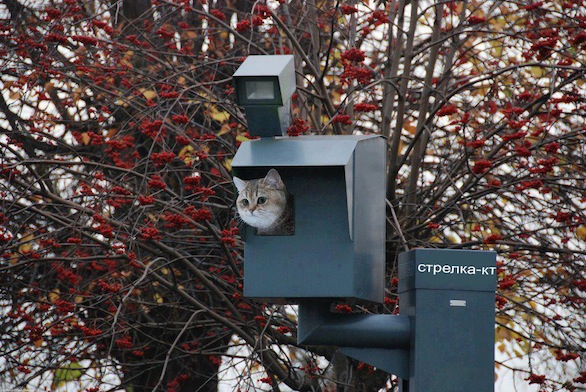 586x392, 137 Kb / кот, камера, рябина