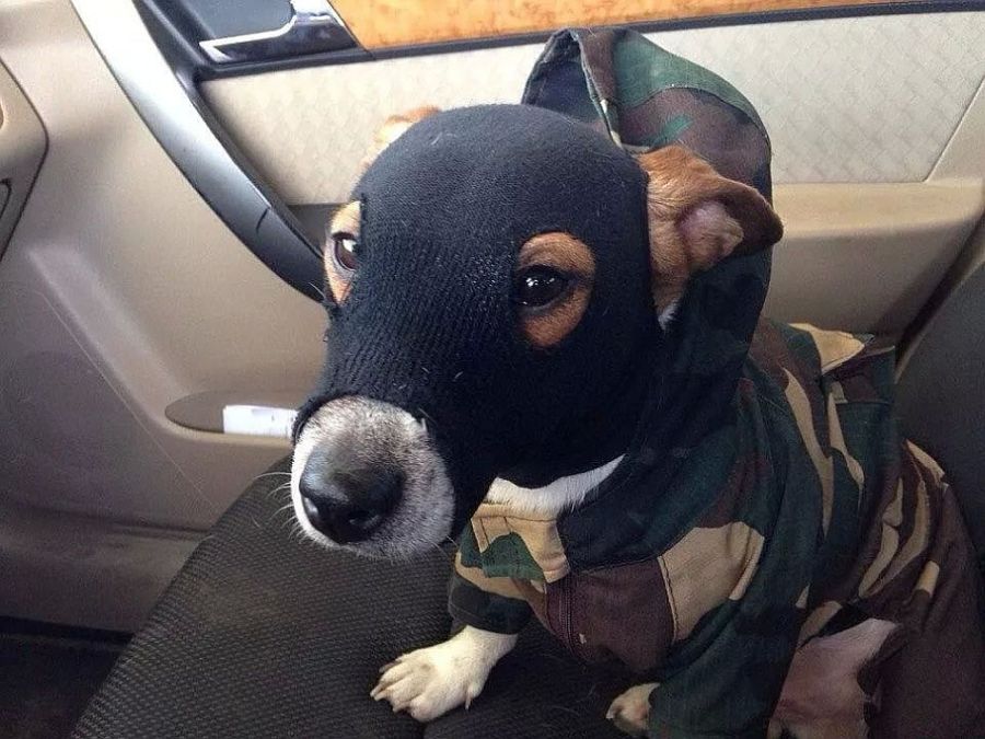 900x675, 99 Kb / пес, собака, камуфляж, маска