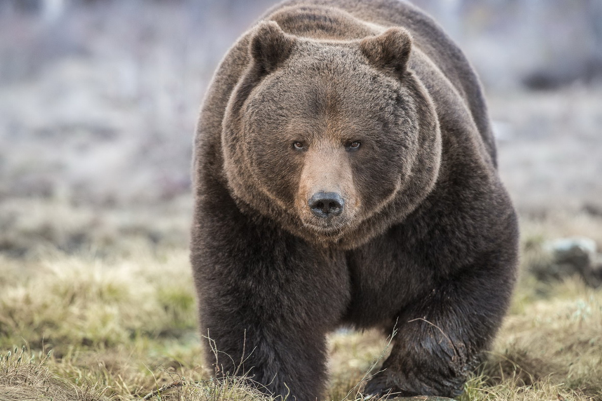 1180x786, 325 Kb / бурый, медведь