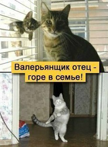 350x475, 37 Kb / кот, кошка, котенок, валерьянщик