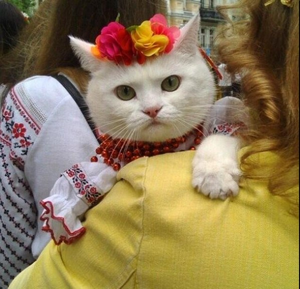 599x577, 79 Kb / хохлокот, ненависть