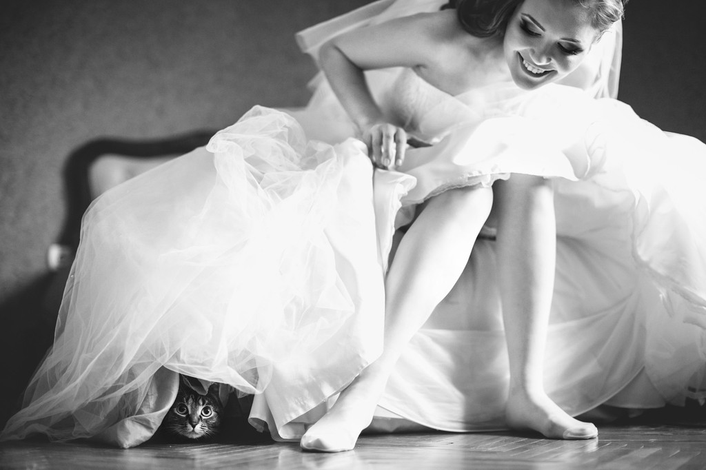 1024x682, 97 Kb / невеста, платье, кошка