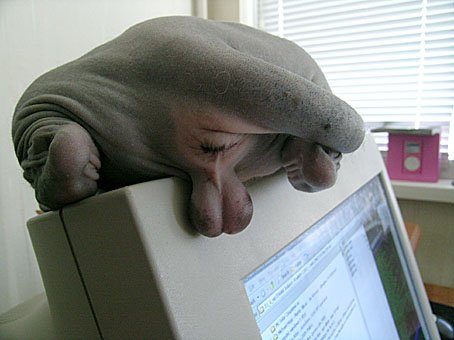 454x340, 30 Kb / яйца, монитор