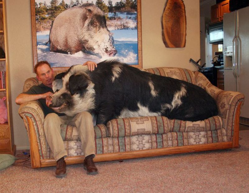 800x618, 90 Kb / свинья, кабан, диван