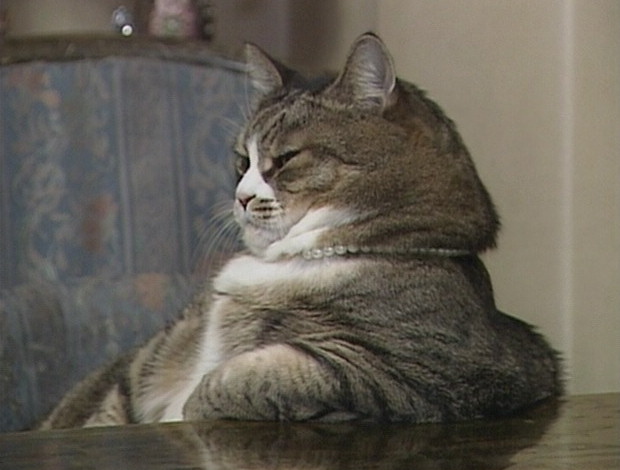 620x470, 59 Kb / кот, бусы