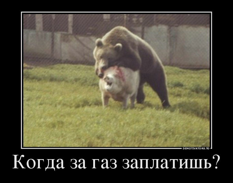 760x598, 65 Kb / медведь, свинья, драка, газ, демотиватор