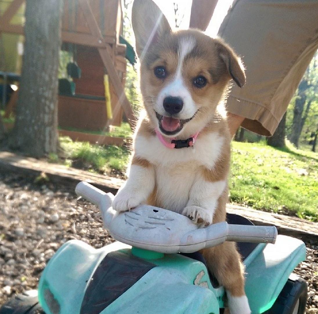 1096x1082, 147 Kb / пес, собака, щенок, мотороллер