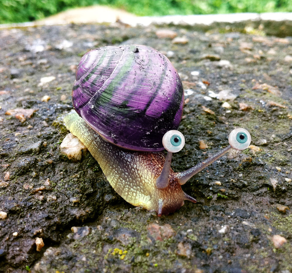 974x910, 270 Kb / улитка