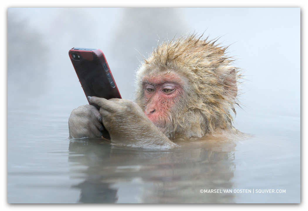 1051x720, 139 Kb / Macaca, fuscata, обезьяна, вода, шерсть, телефон, отражение