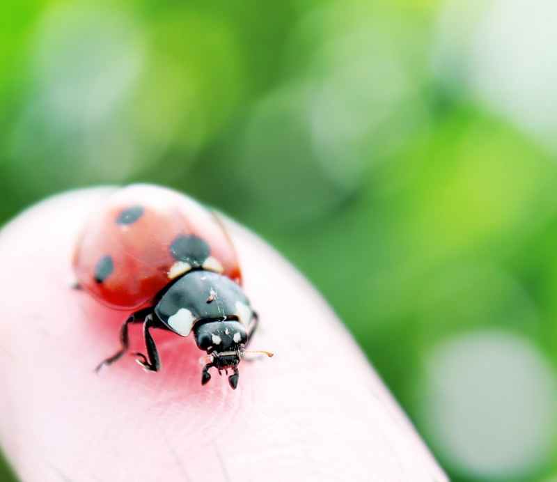 800x692, 212 Kb / божья, коровка, палец, макро