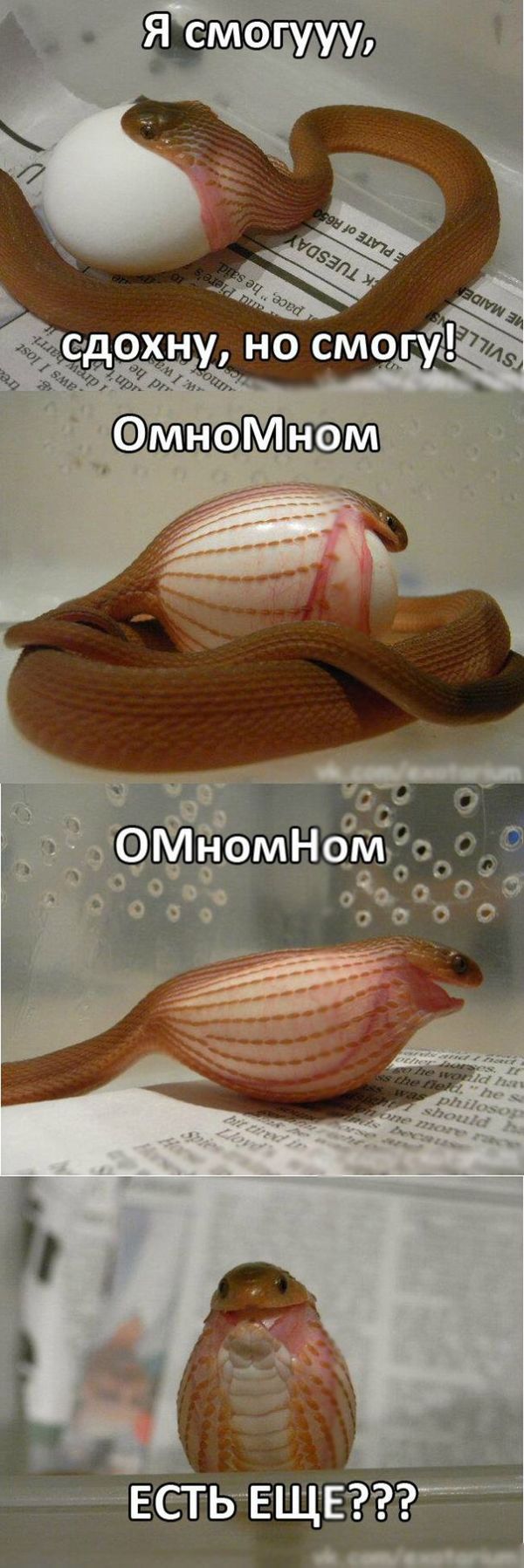 600x1797, 149 Kb / змея, яйцо, газета