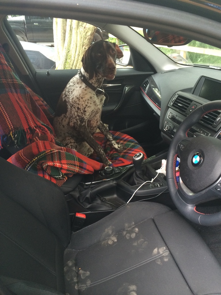 768x1024, 229 Kb / собака, машина, сидение, следы, руль, БМВ, плед