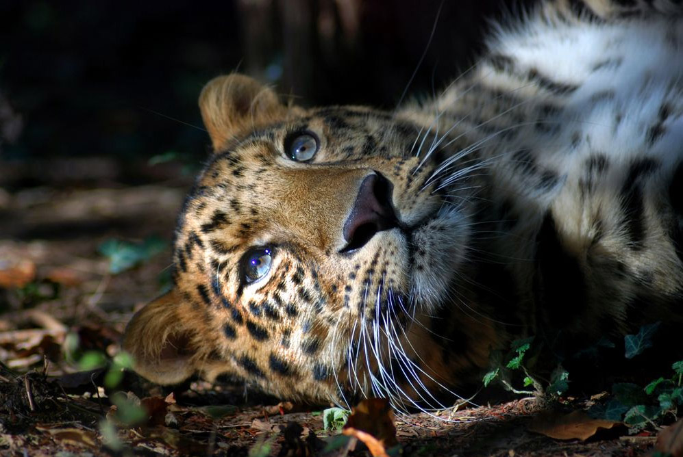 997x668, 192 Kb / животное, леопард, усы, свет, тень