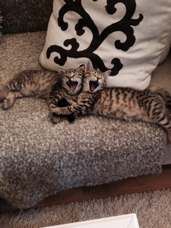 599x800, 207 Kb / кот, диван, подушка