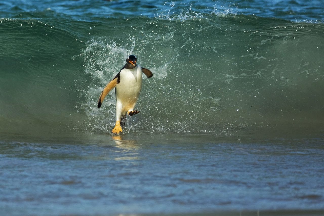 1280x853, 202 Kb / пингвин, волна