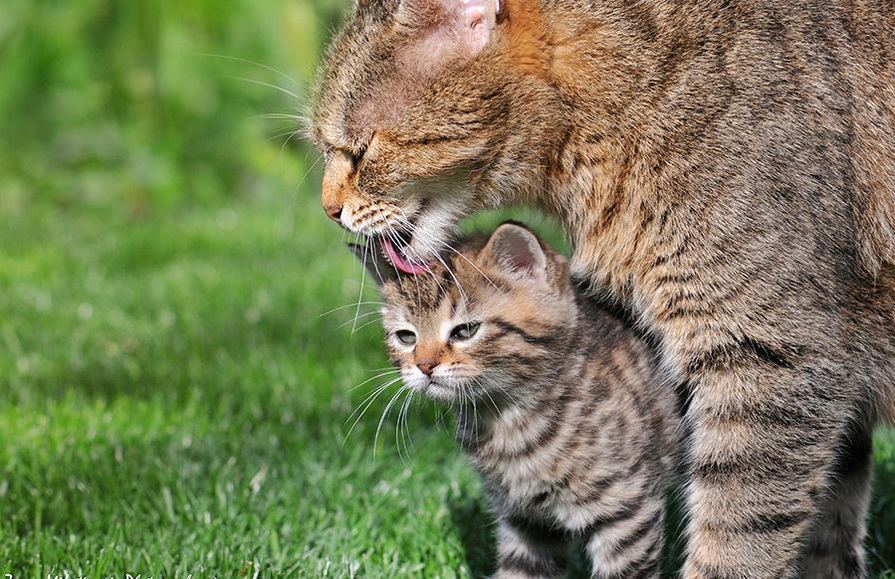 895x579, 256 Kb / котенок, мама, вылизывает