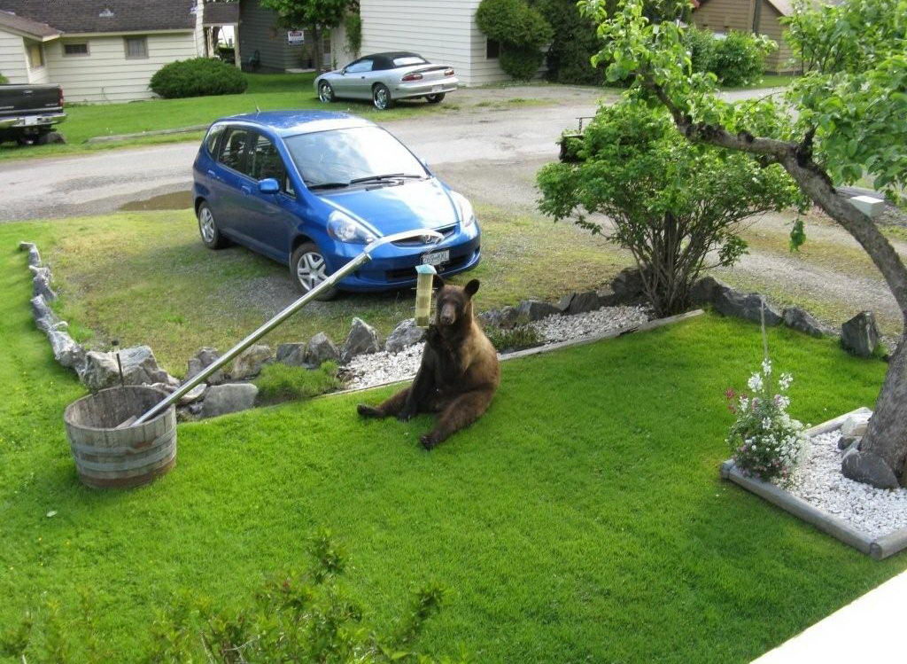 1024x749, 197 Kb / медведь, машина, газон