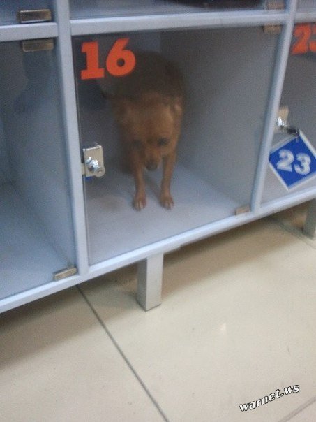 453x604, 38 Kb / камера, хранения, собачка