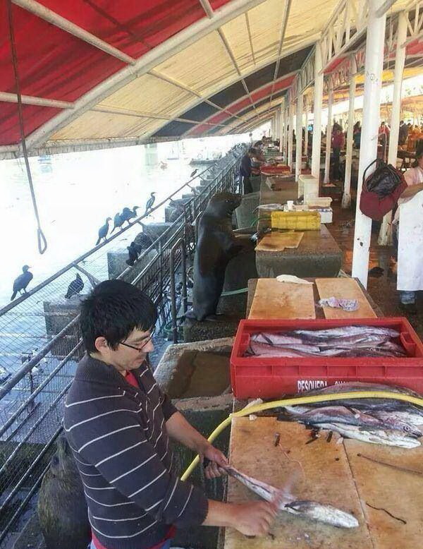 600x778, 156 Kb / котик, рыба, разделка