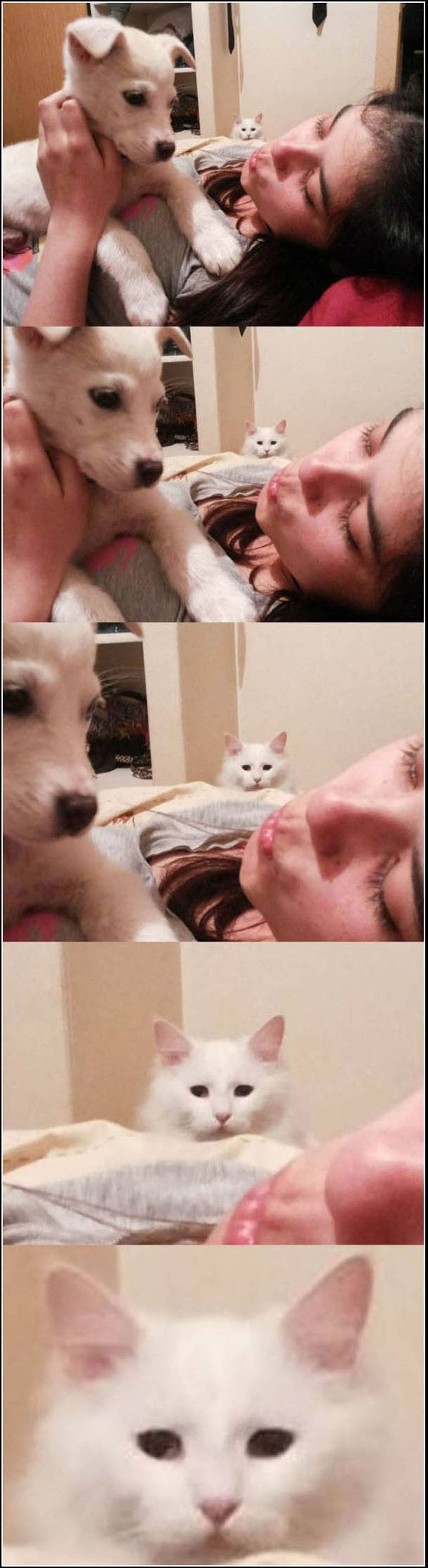 790x2893, 164 Kb / комната, кровать, девушка, щенок, кот, зависть