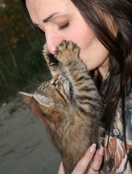 453x600, 51 Kb / кошка, лапы, лицо