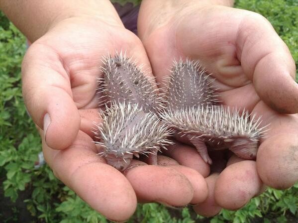 599x448, 62 Kb / руки, ладони, ежи, ежата