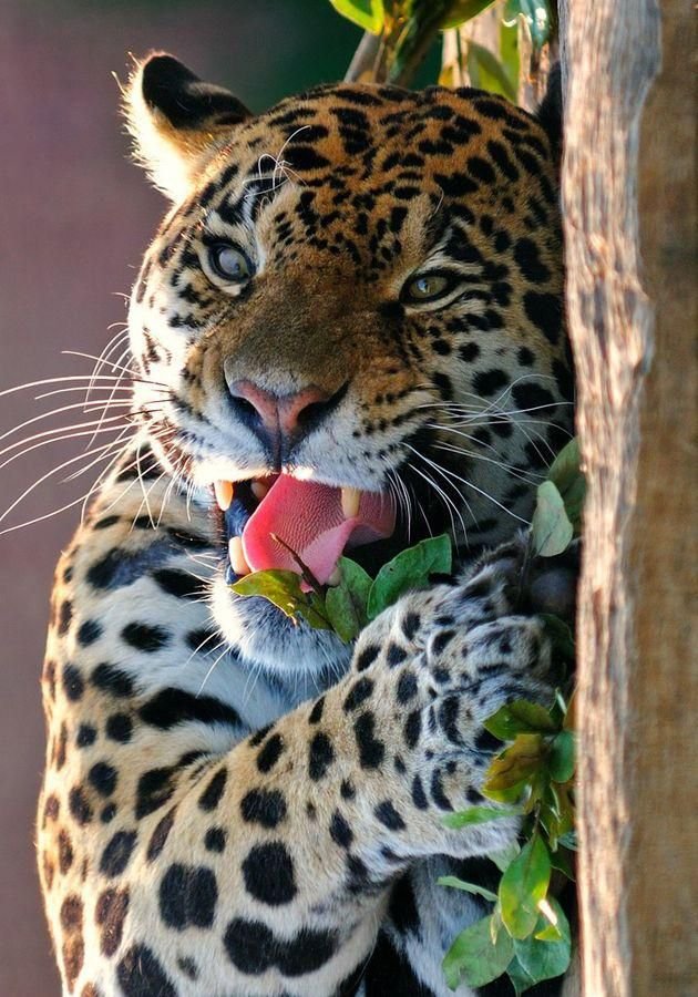 630x900, 132 Kb / леопард, животное, клыки