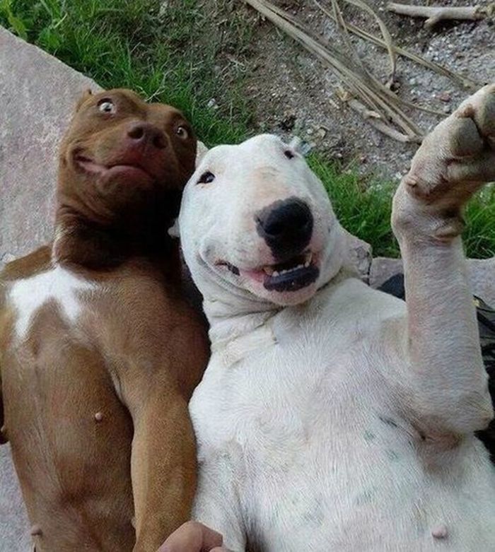 700x781, 111 Kb / Собаки, улыбка, автопортрет