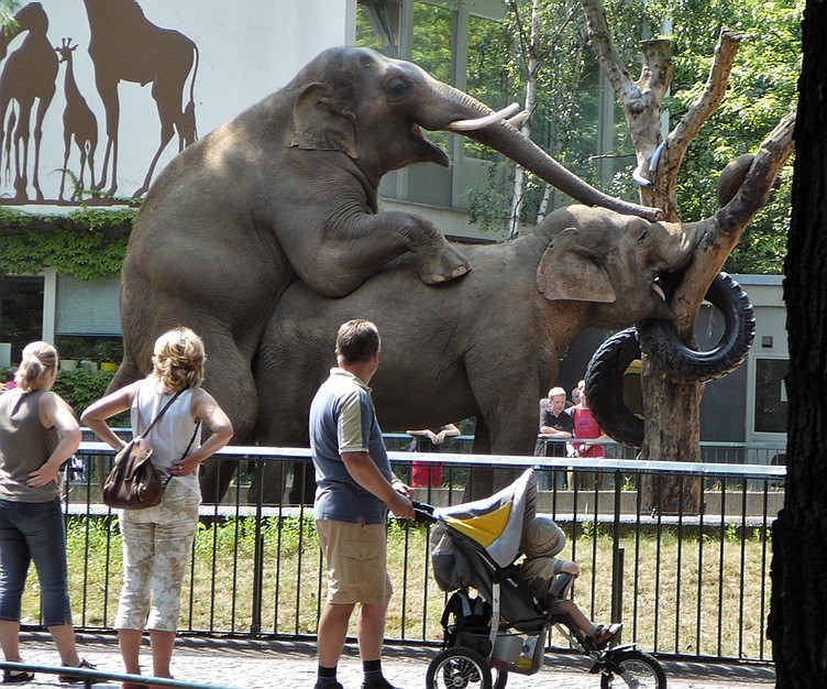 752x626, 184 Kb / зоопарк, слоны, совокупление, зрители