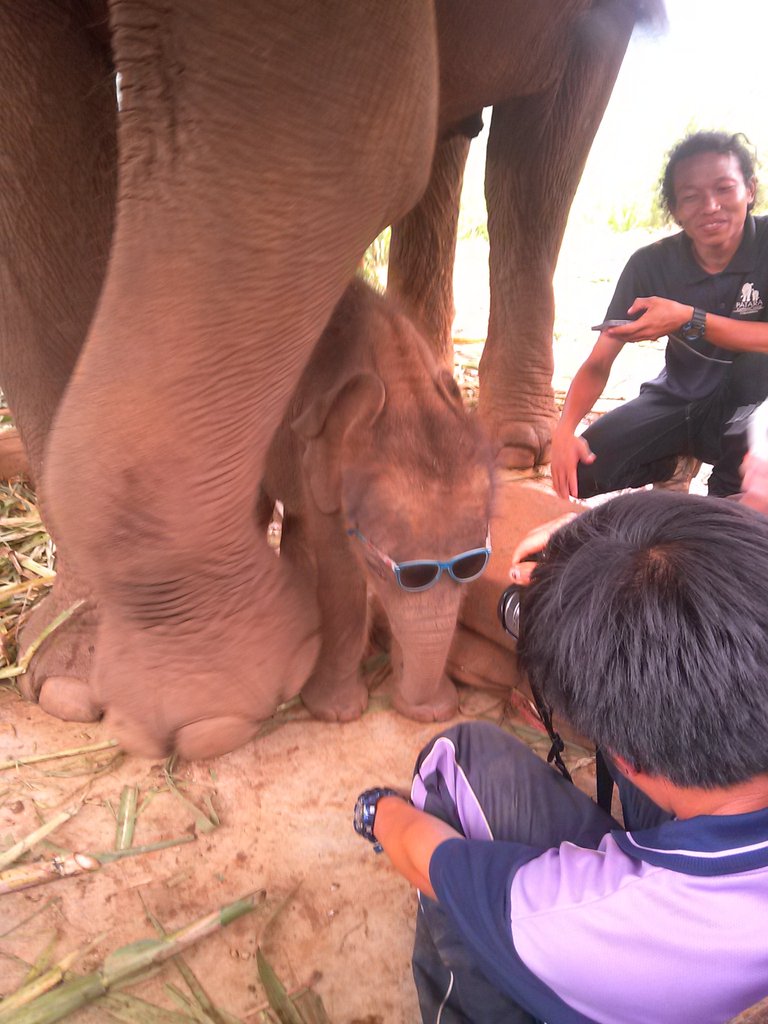 768x1024, 128 Kb / слонёнок, очки