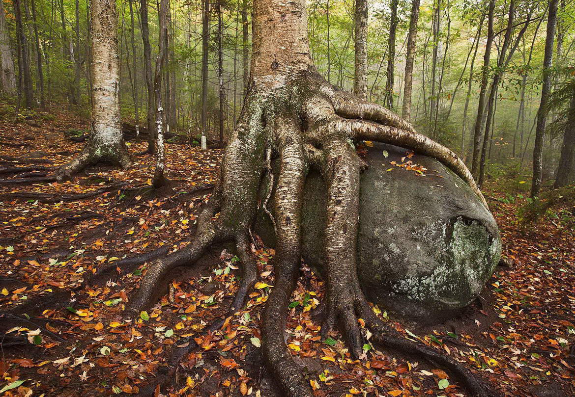 1170x809, 338 Kb / дерево, корень, камень, лес