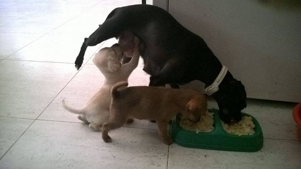 960x540, 52 Kb / прокси, щенок, миска, собака, мама, еда