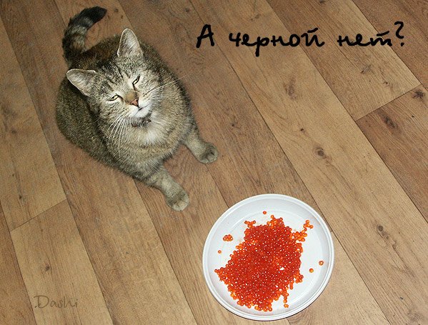 599x455, 84 Kb / икра