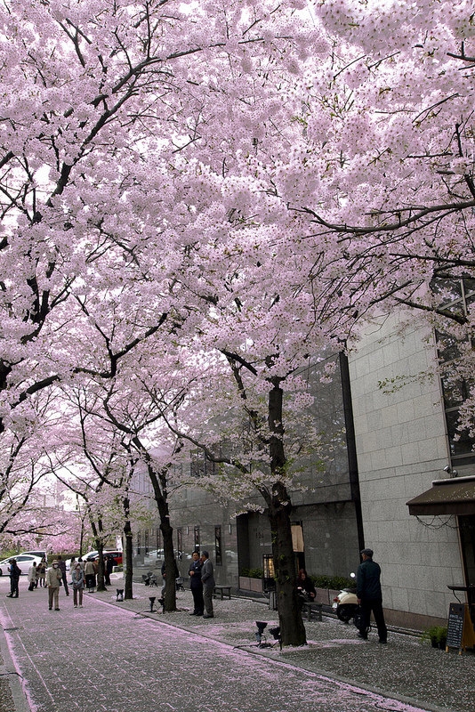 534x800, 265 Kb / сакура