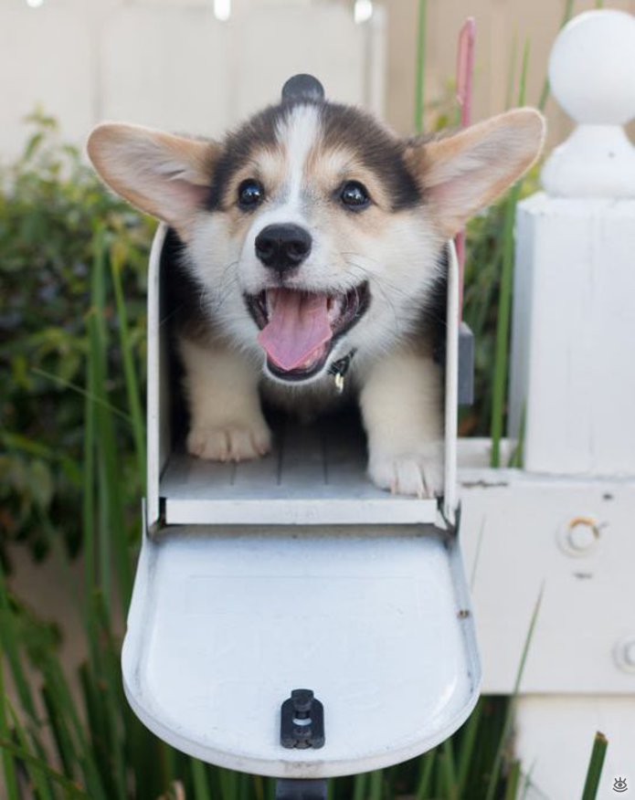 695x876, 64 Kb / собака, щенок, почта, ящик