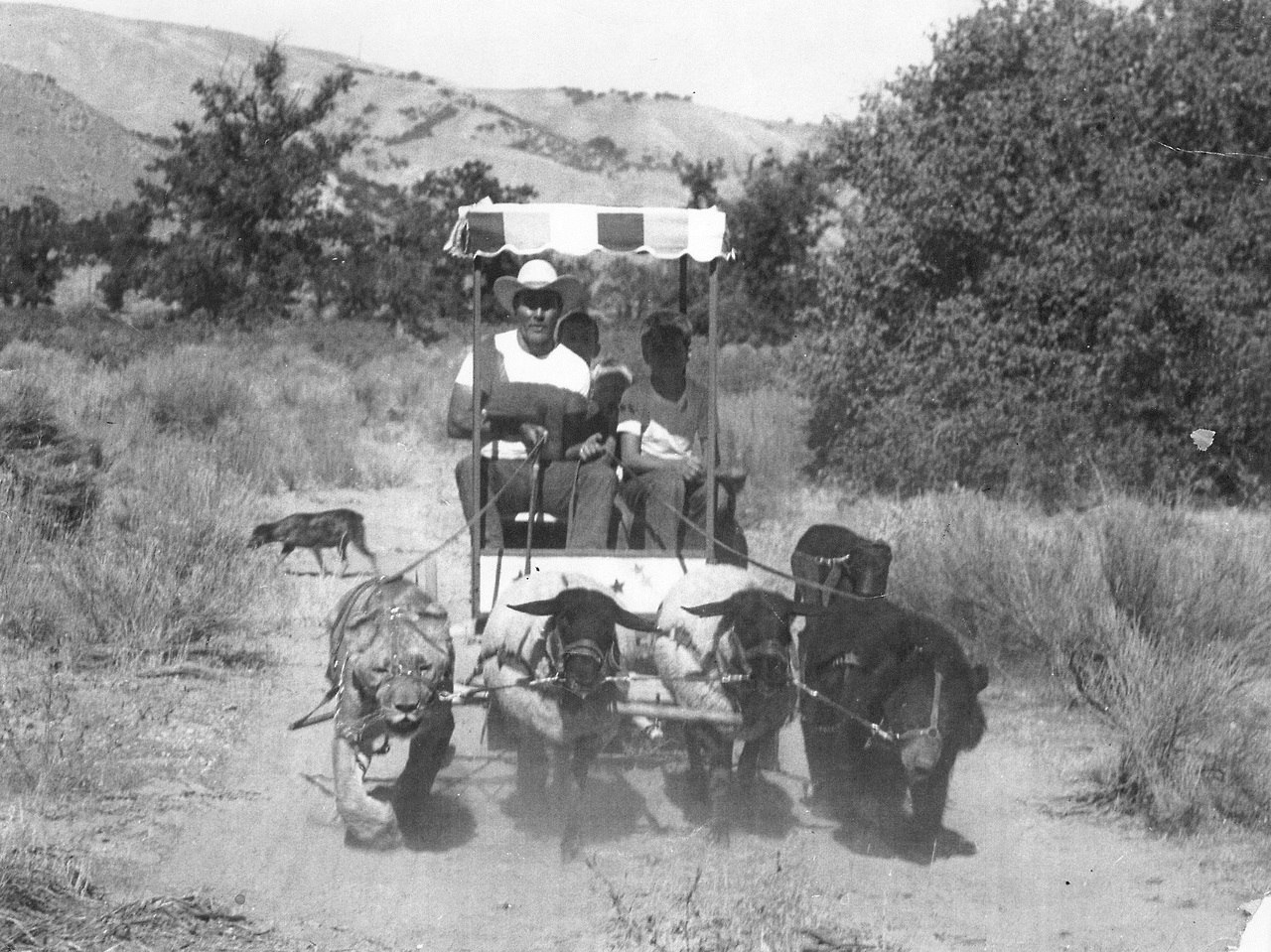 1280x959, 308 Kb / медведь, львица, овцы, упряжка