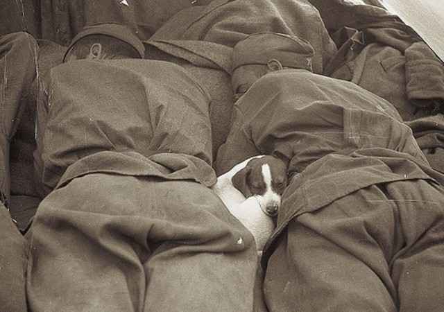 640x450, 25 Kb / щенок, солдаты, война