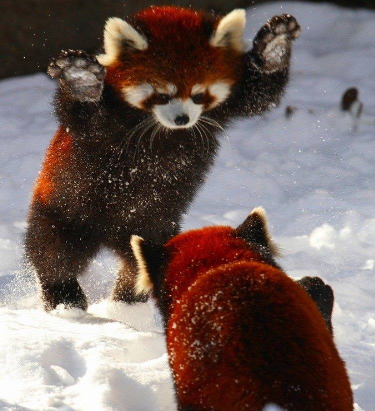 750x821, 97 Kb / красная, панда, рыжая, снег