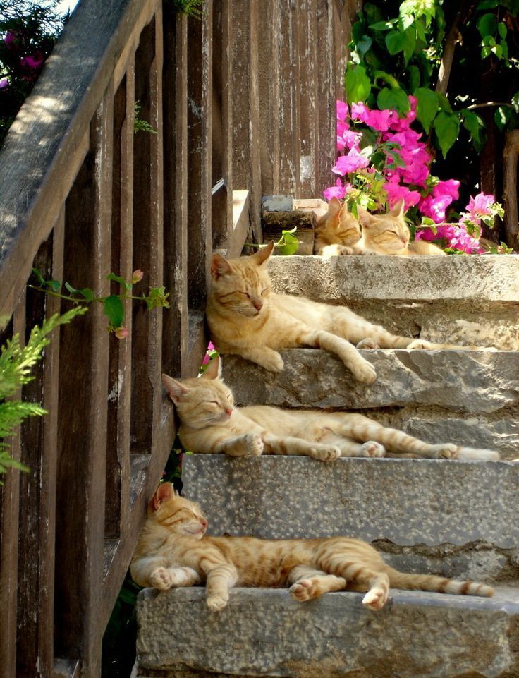 736x961, 297 Kb / кот, ступени, лестница