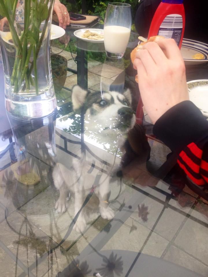 720x960, 87 Kb / собака, хаски, еда, взгляд, стол, стекло, прозрачный